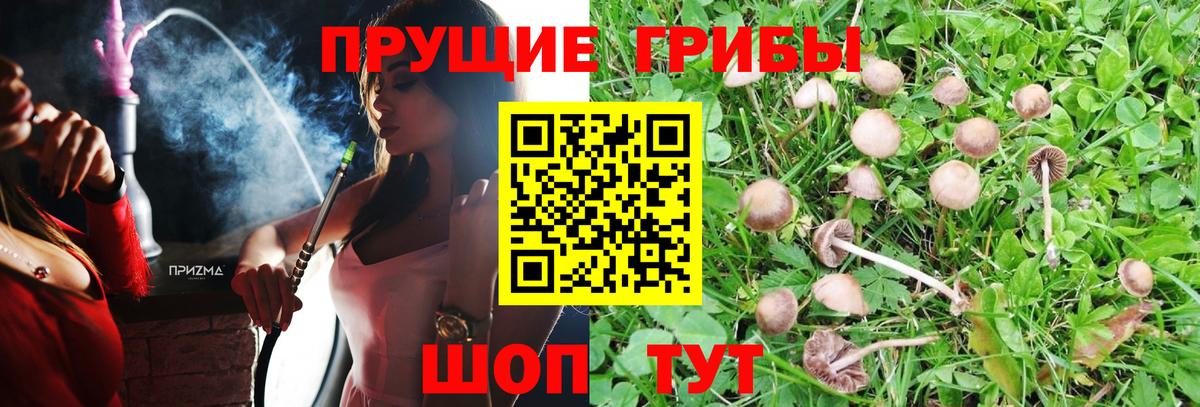 Псилоцибиновые грибы Psilocybe Армавир